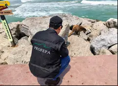 Profepa continuará con monitoreos periódicos en la zona.