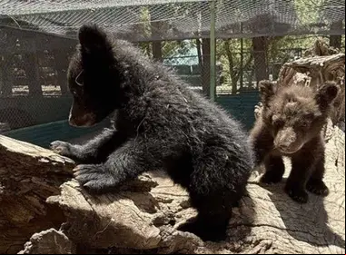 oseznos-huerfanos-rescatados-chihuahua-zoologico-aldama