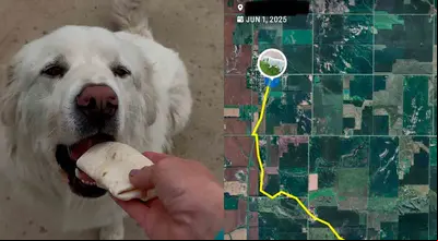 Perrito escapó de noche y caminó 8 km por su snack favorito
